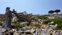 شجرة دم الأخوين.. أزمة بيئية تهدد التنوع البيولوجي في أرخبيل سقطرى