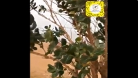 السعودية.. تحذيرات من شجرة تصيب من يقترب منها أو يلمسها بالعمى