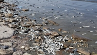 الحكومة توجه بتشكيل فريق من لتقييم أسباب نفوق الأسماك في عدن
