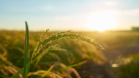 علماء ينجحون في تسخير ضوء الشمس لزيادة المحاصيل الزراعية