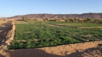 المغرب يعتزم إطلاق مشروع زراعي بقيمة 213 مليون دولار في الصحراء الغربية