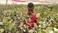 عبودية مقنّعة.. مهاجرون أفارقة في فخّ مزارع القات اليمنية