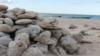 سقطرى.. الكشف عن نقل مئات الأطنان من أحجار الشعاب المرجانية إلى دولة الإمارات