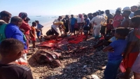 مخاطر الصيد الجائر يهدد "سلحفاة المحيط" في أرخبيل سقطرى